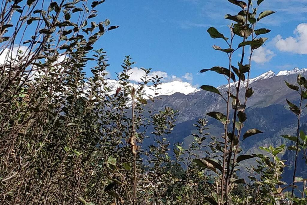 Aroma Taru Villa / Cottage ,Manali Dış mekan fotoğraf